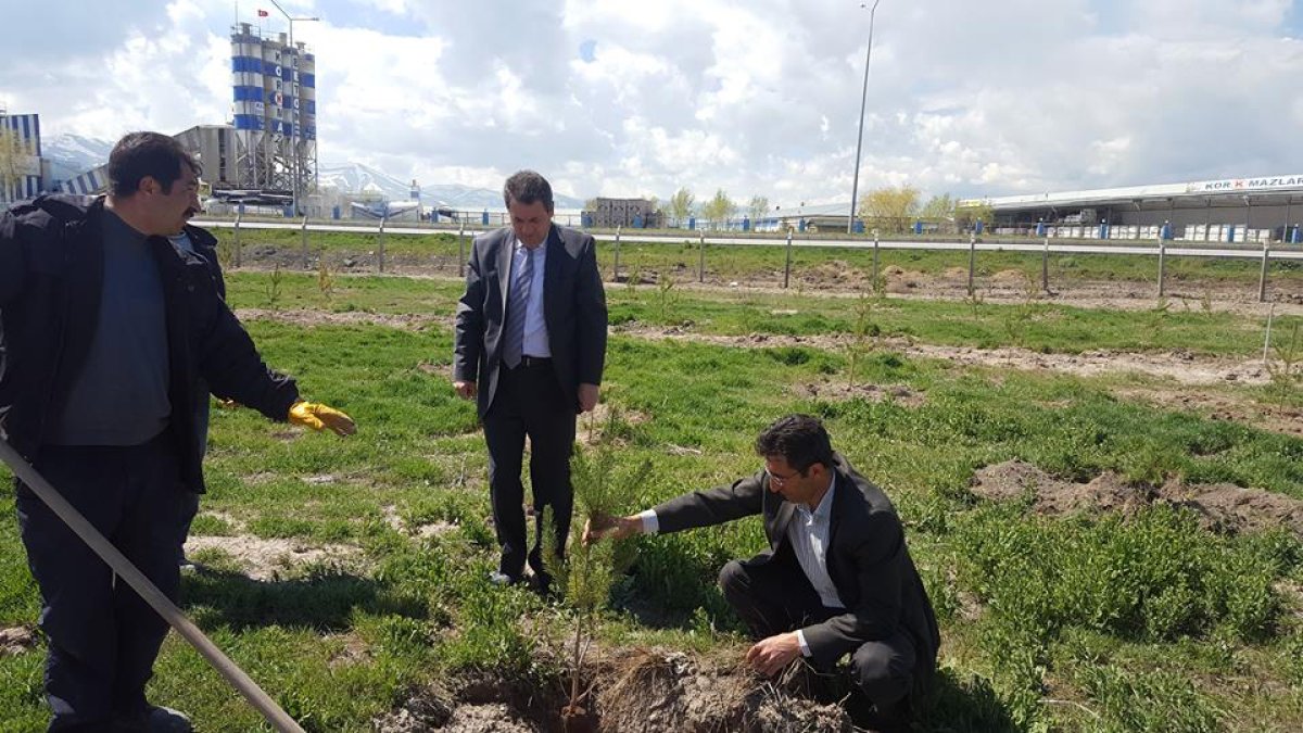 Sarı Çamlar Toprakla Buluşuyor